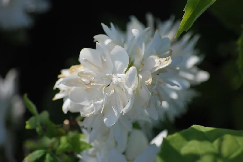 Seemikud 28